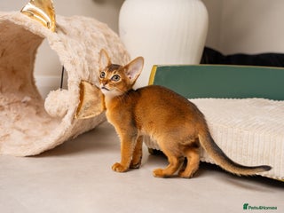 Abyssinian cats - Advert 3