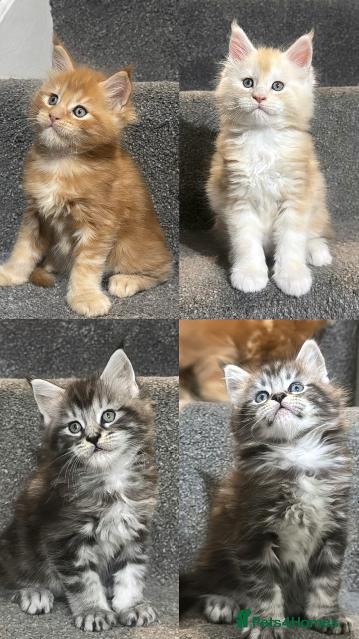 Maine Coon cats Four Sweet Maine Coon Kittens - Advert 4