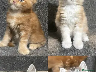 Maine Coon cats Four Sweet Maine Coon Kittens - Advert 3