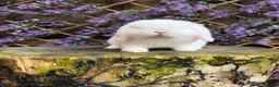 Mini Lop rabbits for sale: Mini lop siblings Ready now  - Advert 13