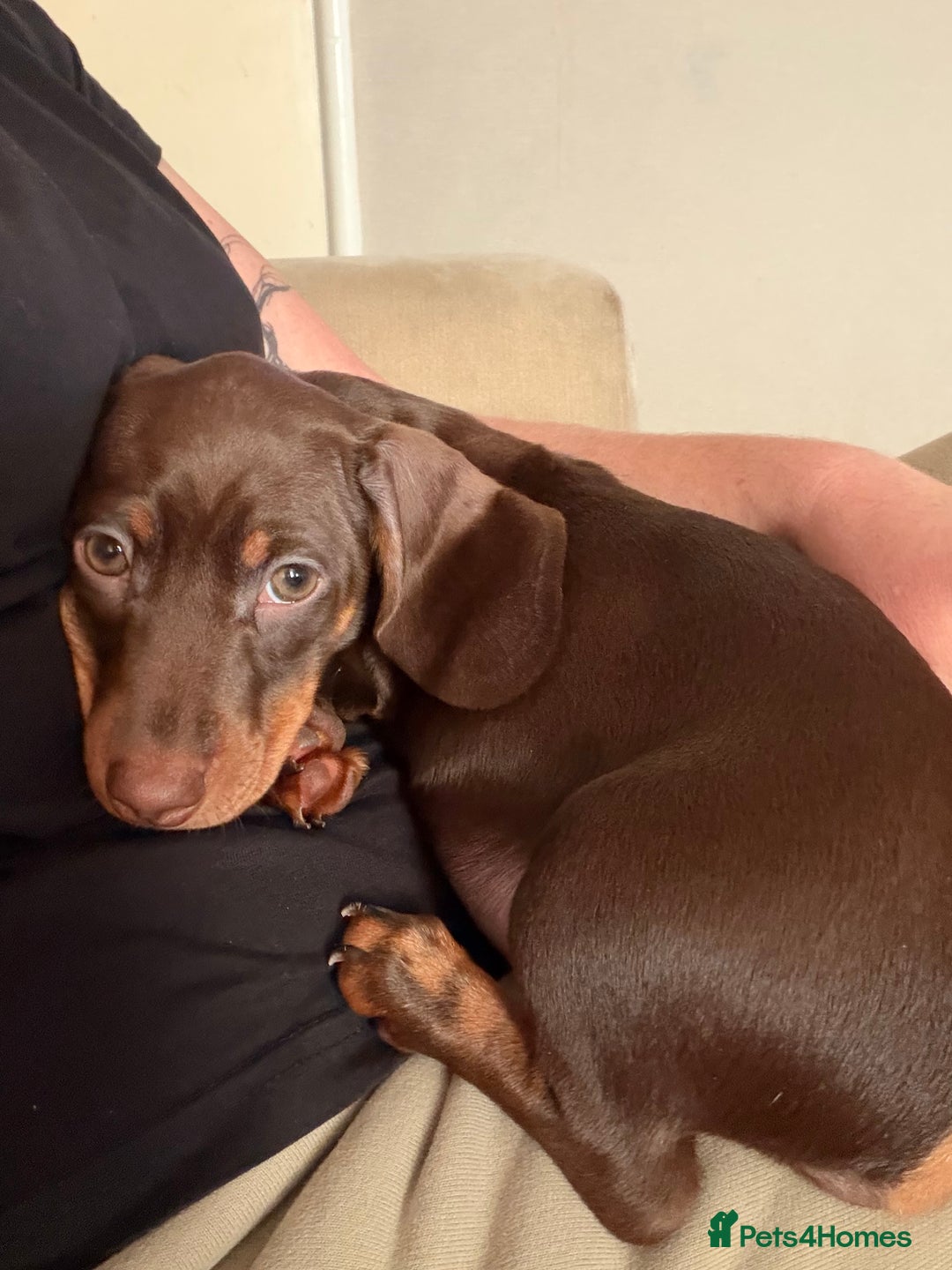 Miniature Dachshund dogs for sale: KC Registered Miniature Shorthaired Dachshund - Advert 30