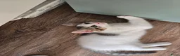 Mixed Breed cats for sale: THREE LOVELY KITTENS Looking for a Home  - Advert 4