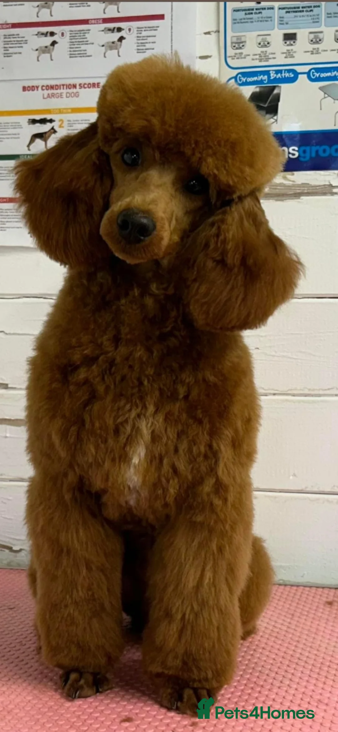 Miniature Poodle dogs for stud: Miniature red poodle stud  - Advert 2
