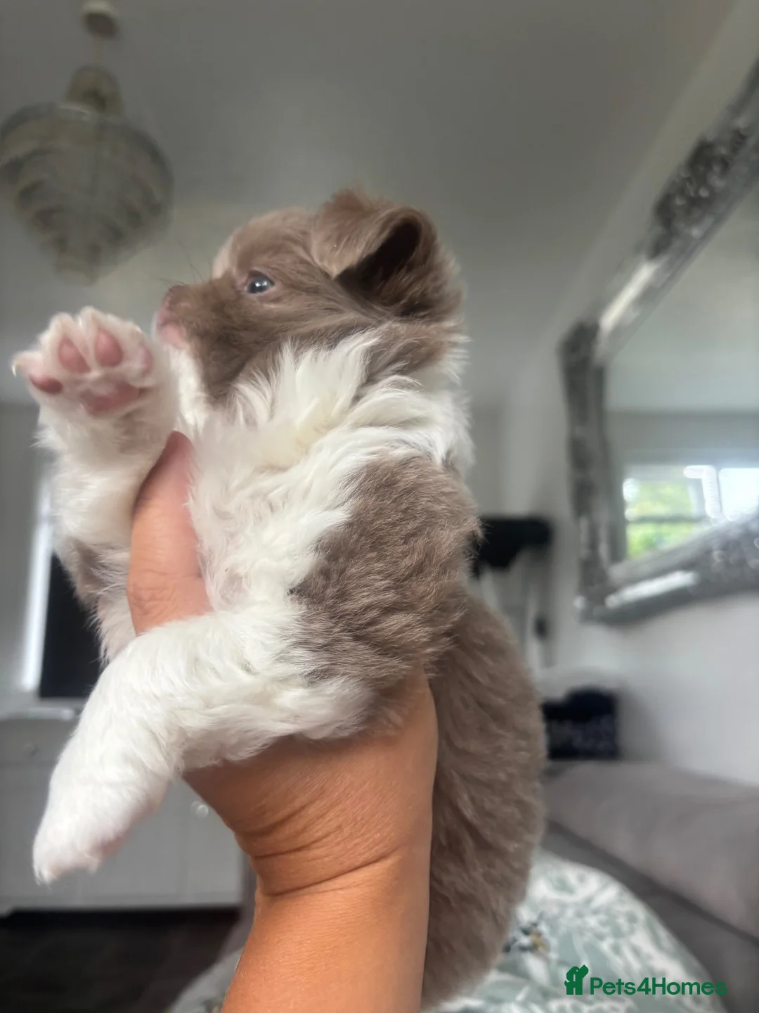 Chihuahua dogs for sale: Lilac and white long haired apple head chihuahua  - Advert 2