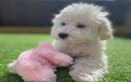 Cavapoo dogs for sale: Cavapoo girl for rehoming - Image 2