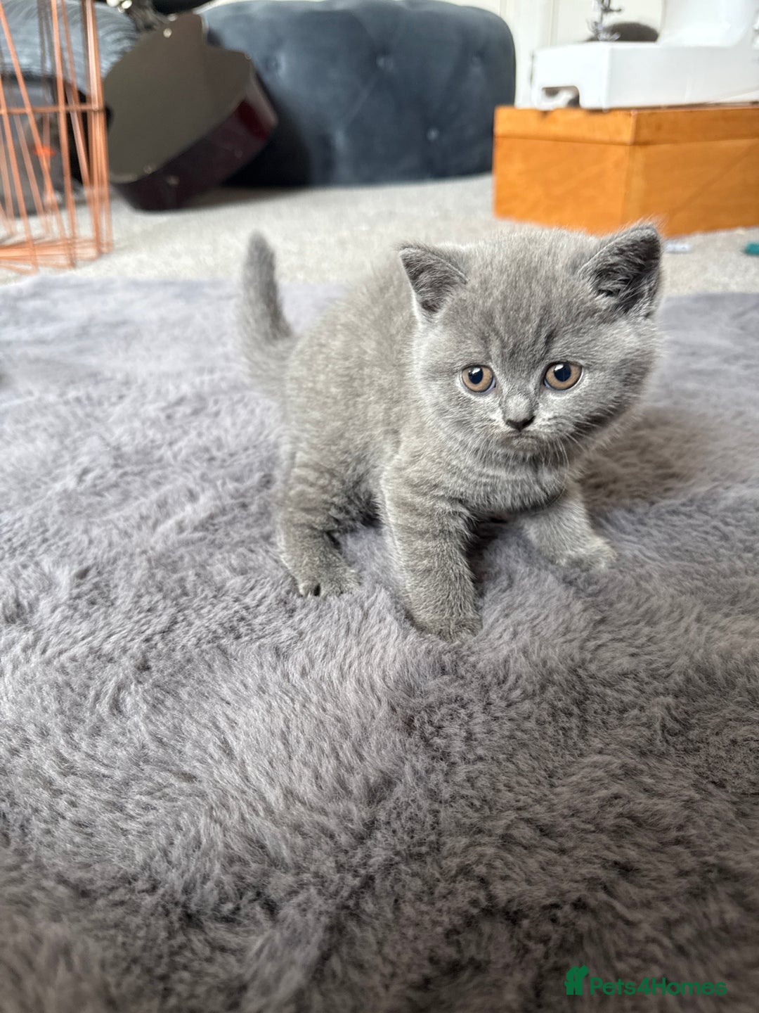 British Shorthair cats for sale: British shorthairs x7 | around oxford  - Image 11