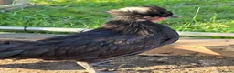 Chickens poultry for sale: Cockerells  - Advert 1