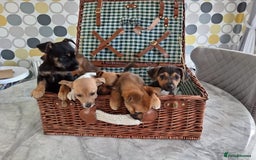 Jack Russell dogs for sale: Jack Russell Puppies Available Now  - Image 15