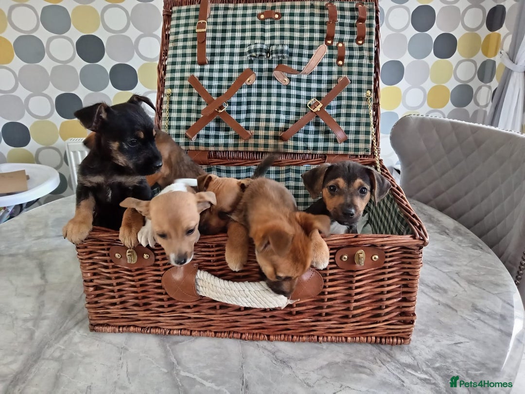 Jack Russell dogs for sale: Jack Russell Puppies Available Now  - Image 15