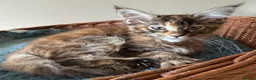 Maine Coon cats for sale: READY TO LEAVE NOW GCCF PEDIGREE MAINECOON KITTENS - Advert 18