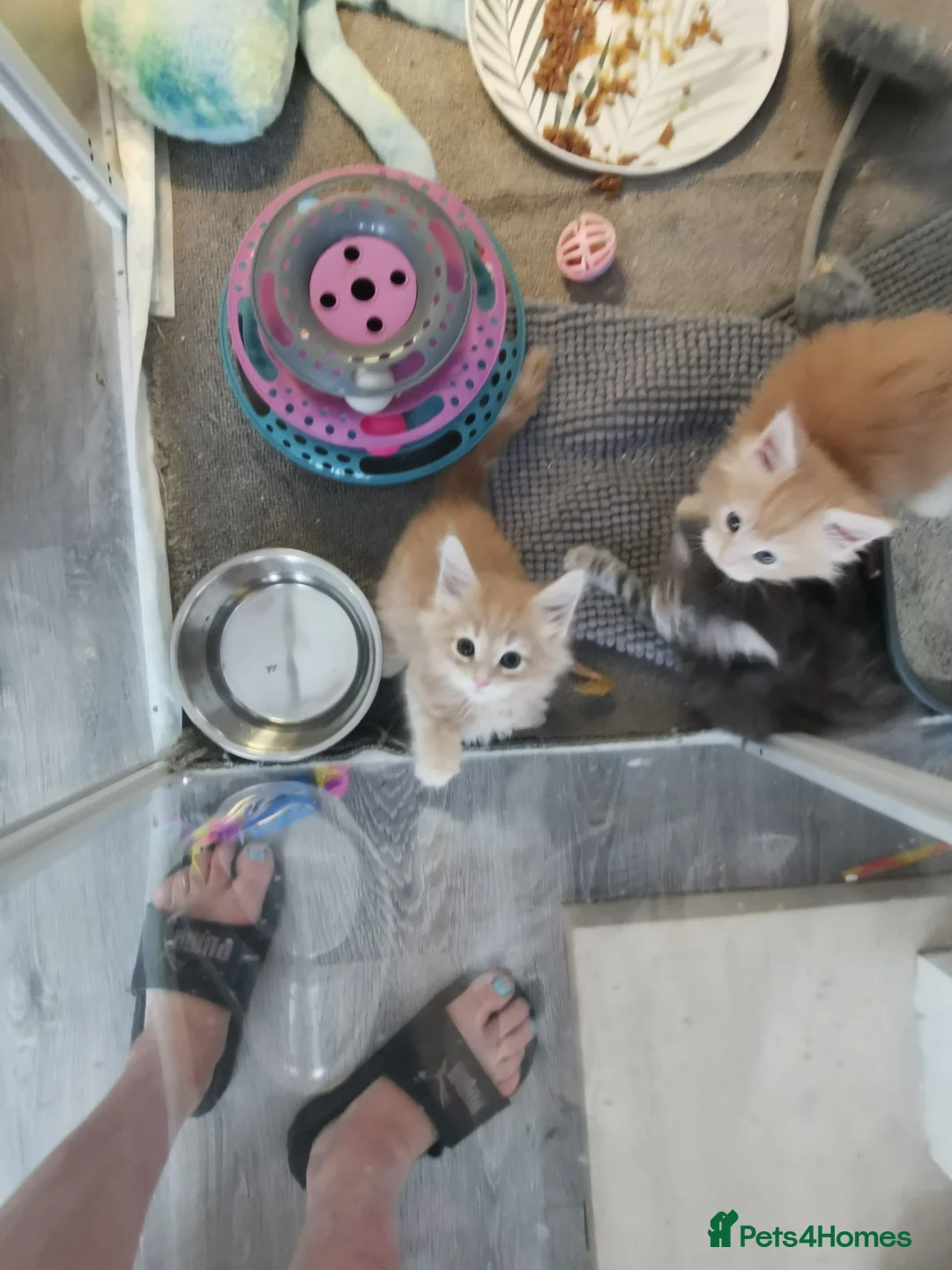 Maine Coon cats for sale: Maine coon kittens for sale - Advert 2