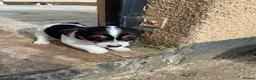 Jack Russell dogs for sale: Beautiful Jack Russell Girls Available  - Advert 6