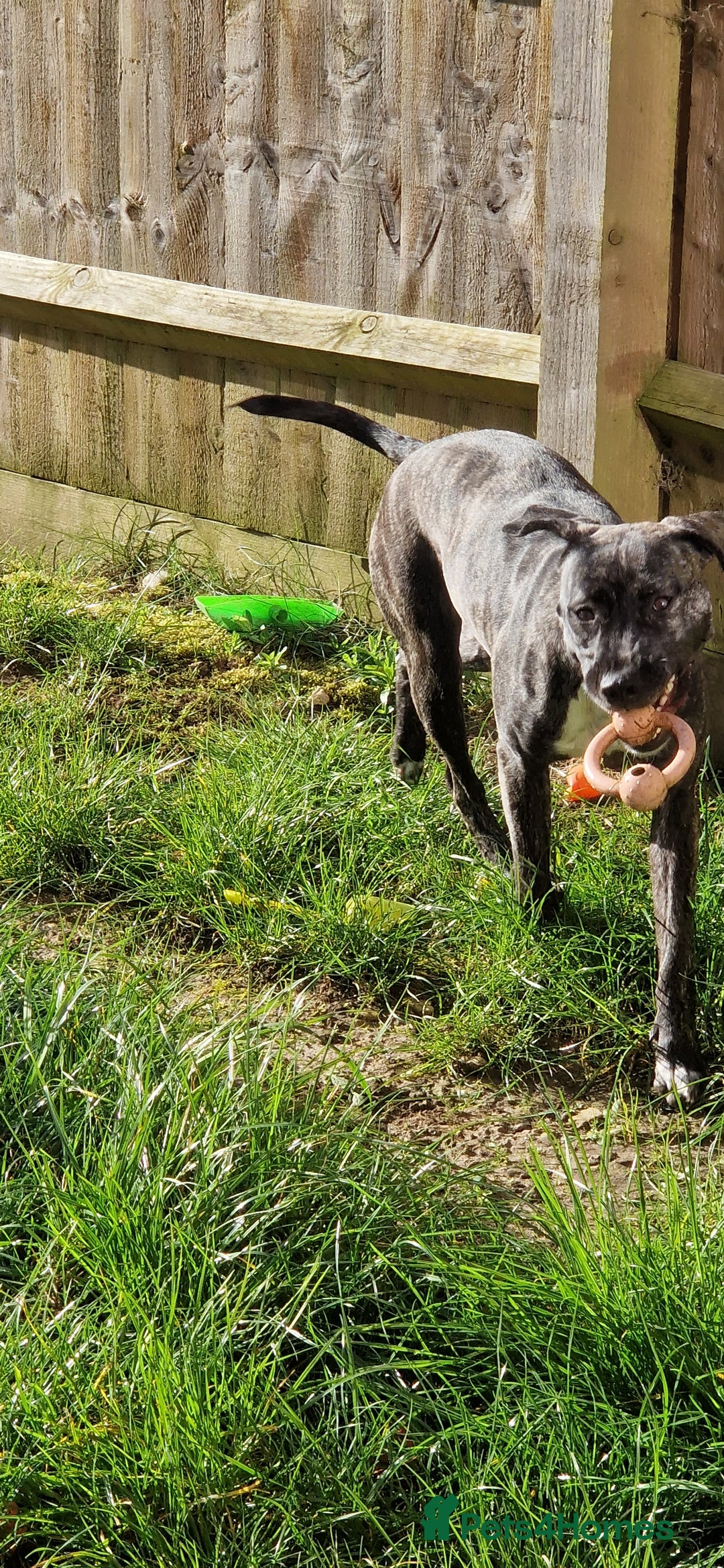 Staffordshire Bull Terrier dogs for sale: Staffordshire bull terrier for sale  - Image 3