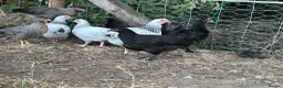 Chickens poultry for sale: French Moran/pekin bantam  - Advert 7