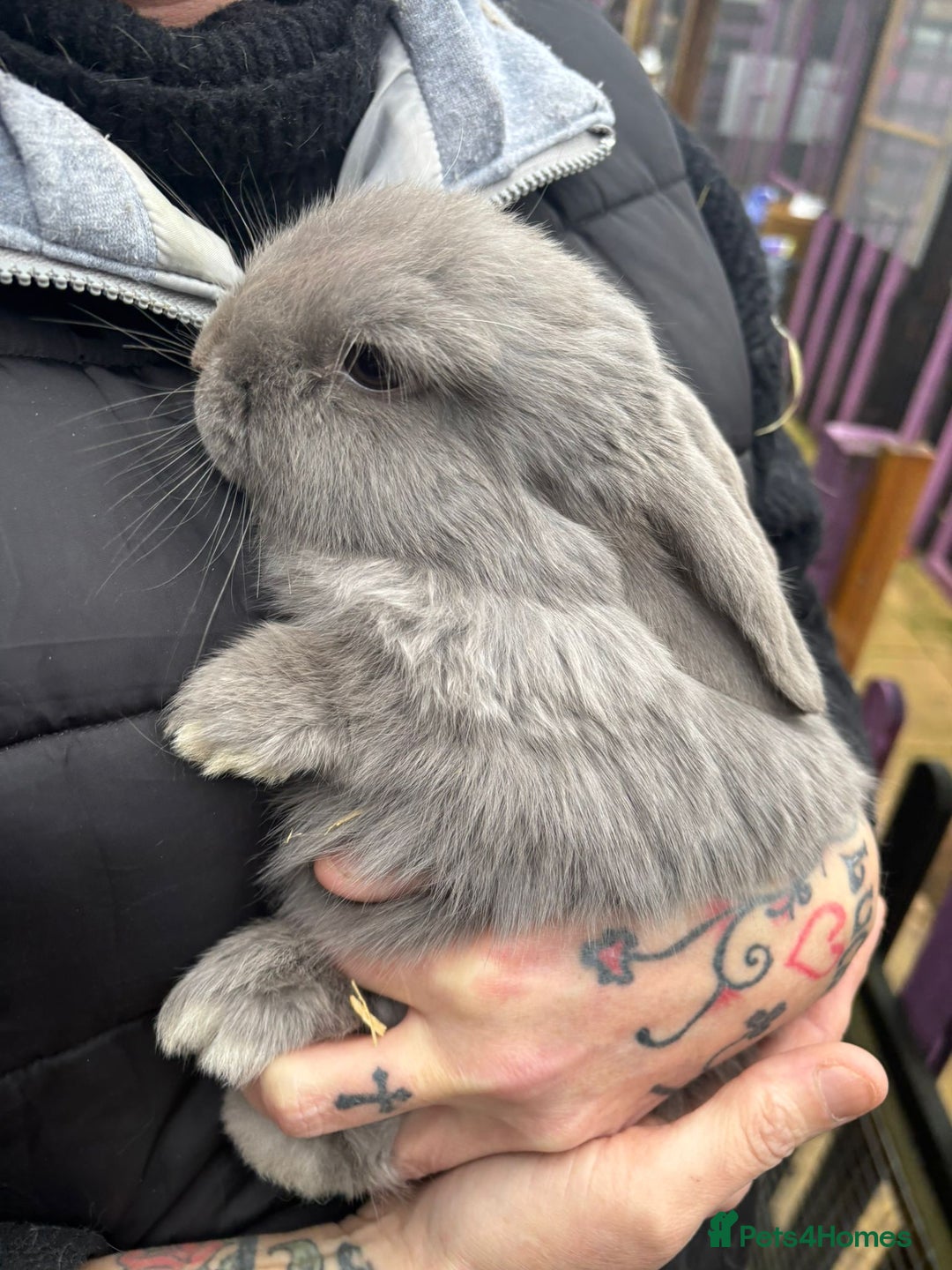 Mini Lop rabbits for sale: Pair of  female mini lops ready now  - Advert 3
