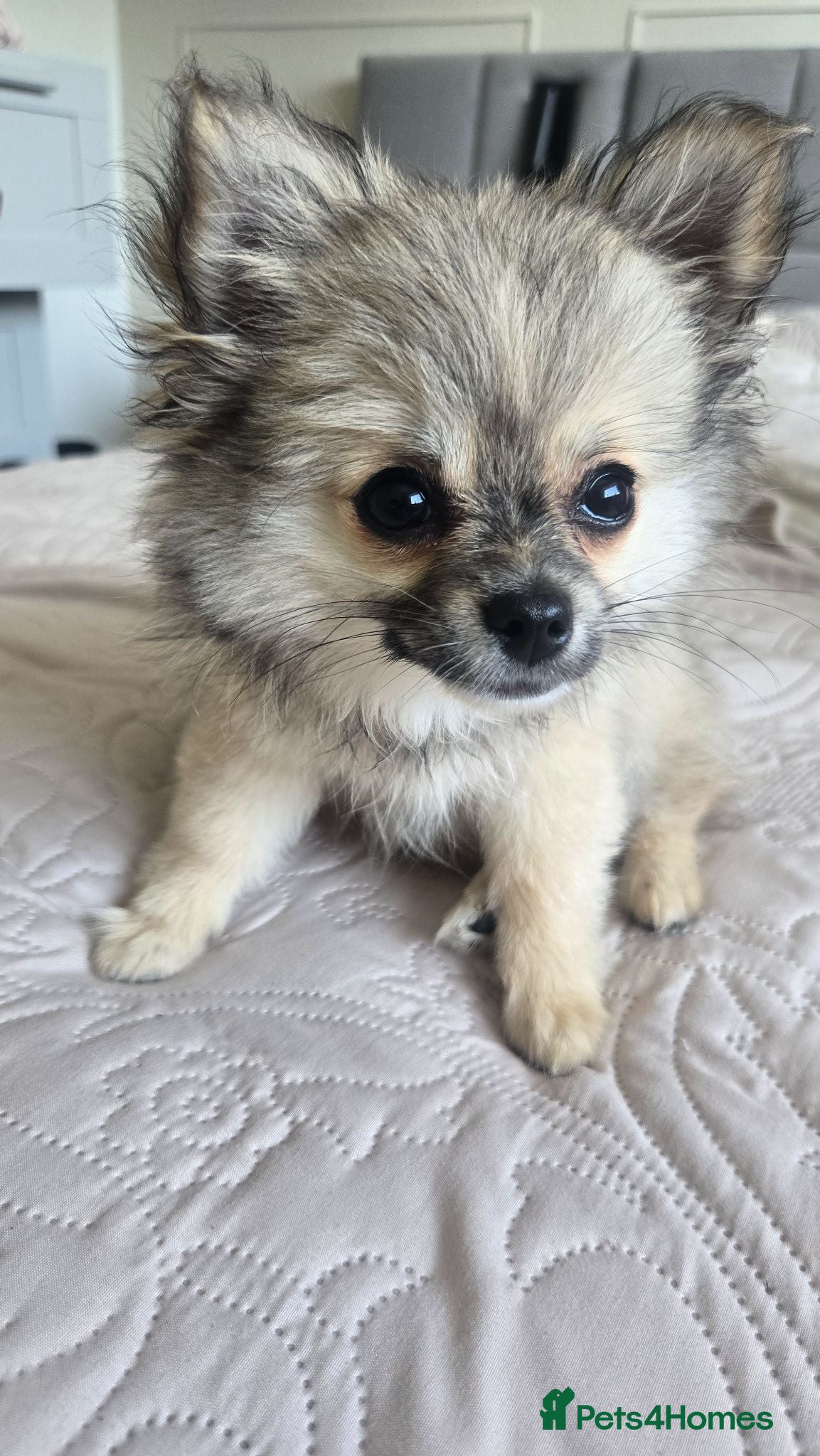 Pomchi dogs Pomchi Female fawn  - Advert 2