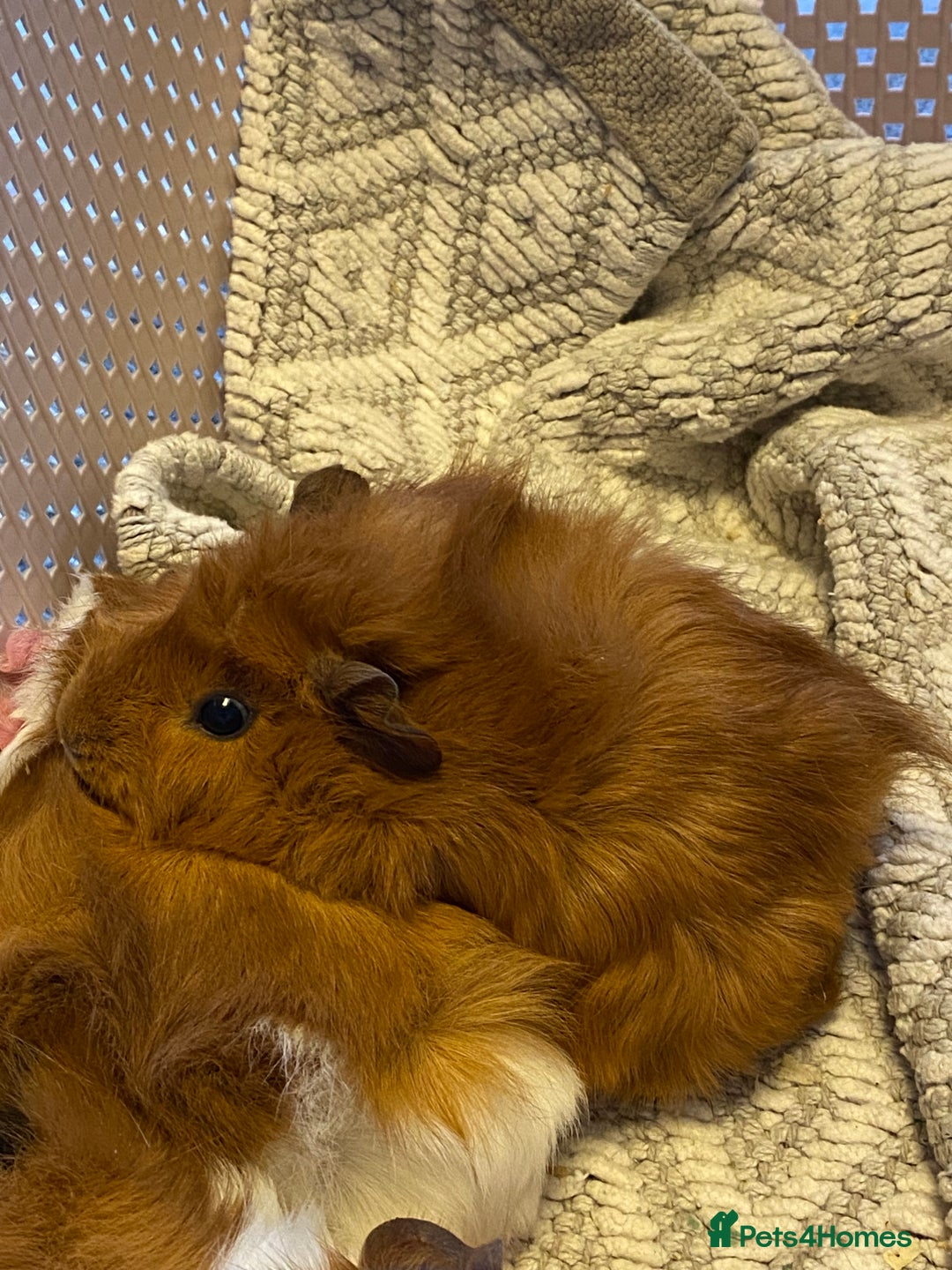 Guinea Pig rodents for sale: Female baby guinea pigs - Advert 3