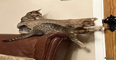 Ocicat cats in Epping - Advert 2