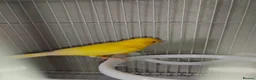 Canaries birds for sale: 1 year old boy canary in Stoke-on-Trent - Advert 6
