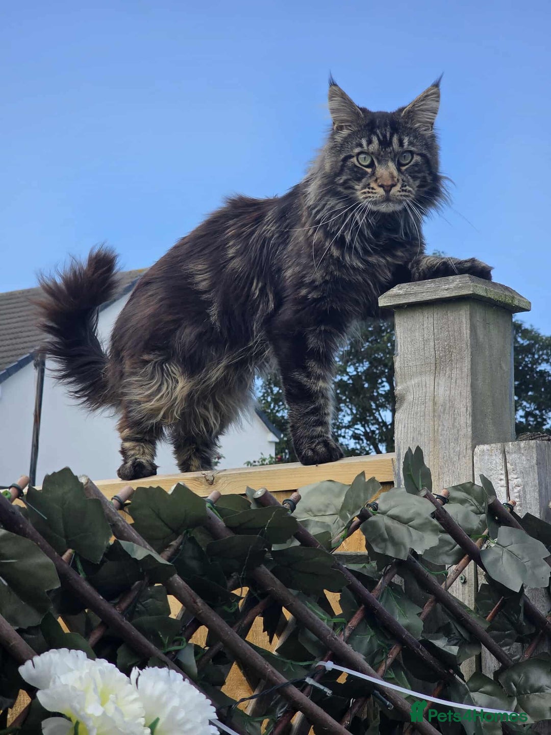 Maine Coon cats for sale: Beautiful 3/4 maincoon kittens  - Image 17