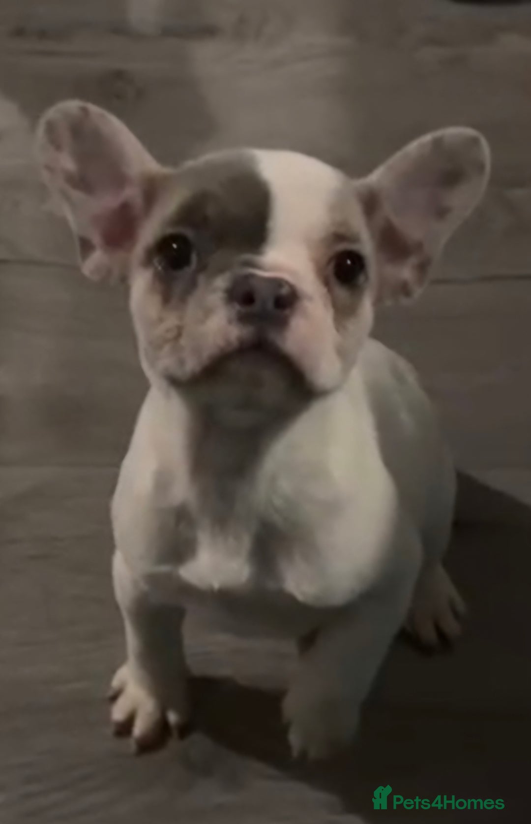 French Bulldog dogs for sale: Last 4 French bulldogs reduced  - Advert 15