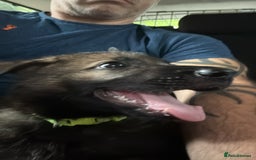 German Shepherd dogs for sale: Dark Sable German Shepherd Puppy (Male) - Advert 14