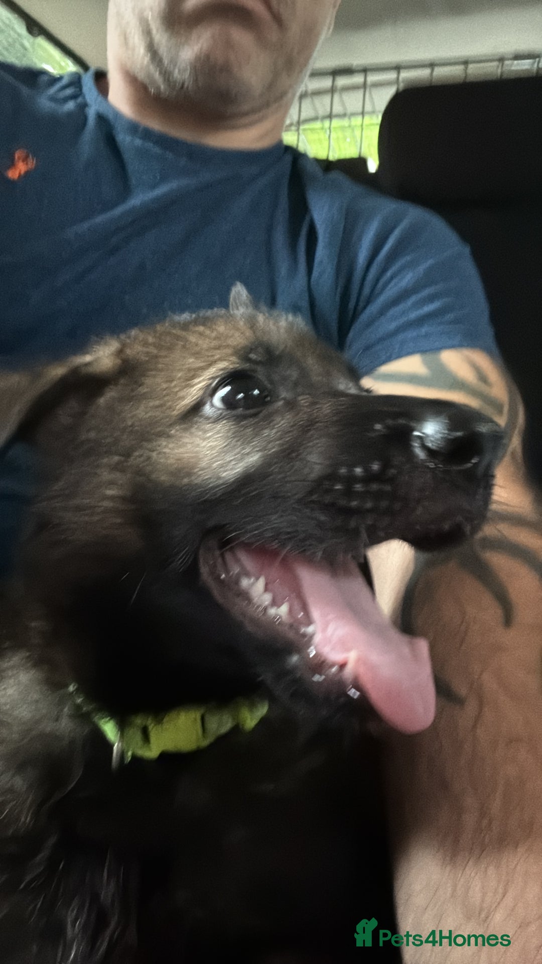 German Shepherd dogs for sale: Dark Sable German Shepherd Puppy (Male) - Advert 14