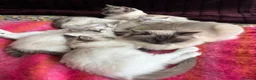 Ragdoll cats for sale: Cute and friendly fluffy Ragdoll kittens - Advert 5