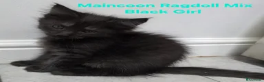 Maine Coon Kitten Black
