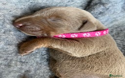 Dobermann dogs for sale: KC REGISTERED DOBERMAN PUPS - Image 4
