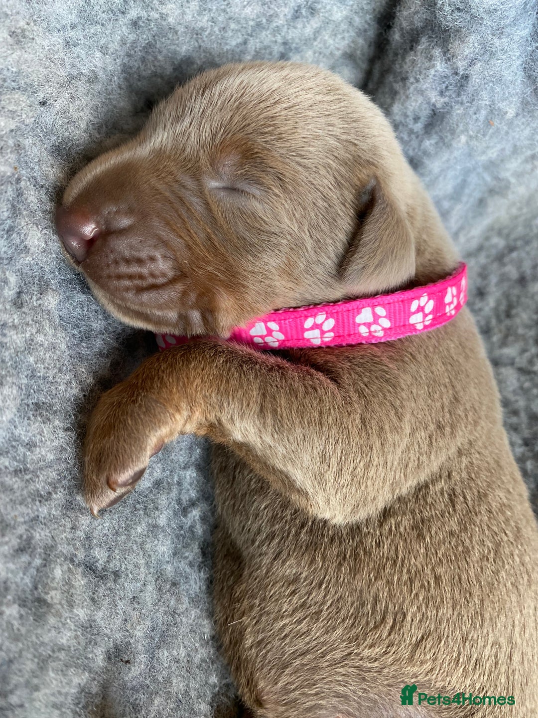 Dobermann dogs for sale: KC REGISTERED DOBERMAN PUPS - Image 4