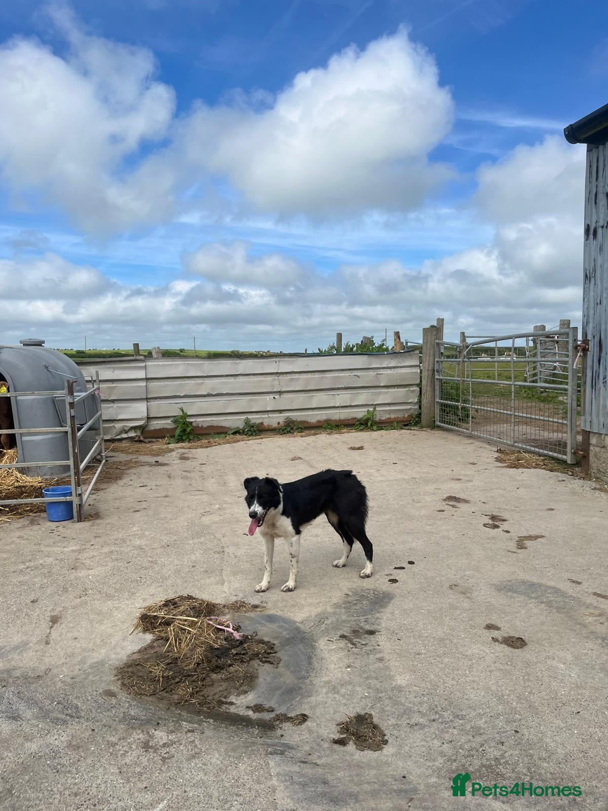 Border Collie dogs for sale: Border collie  - Advert 2
