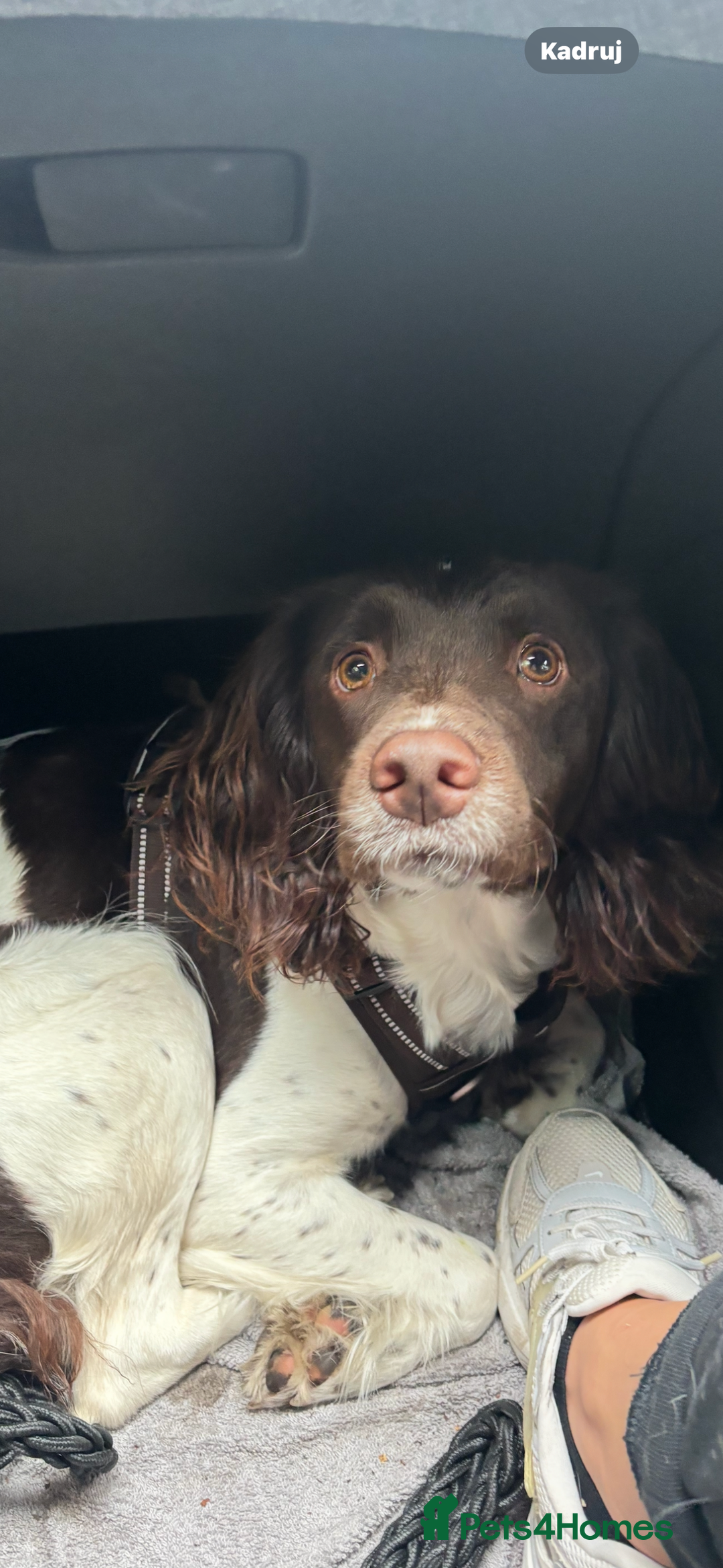 English Springer Spaniel dogs for sale: ✨ KC Registered English Springer Spaniel Puppies ✨ - Advert 2