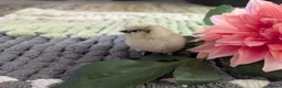Chickens poultry for sale: Beautiful champion bloodline blue silkies  - Advert 3