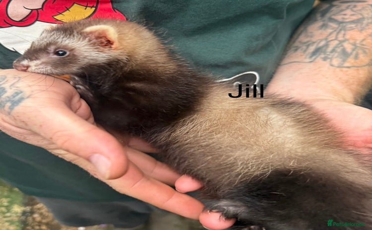 Ferret rodents - Advert 16