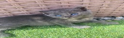 Mixed Breed cats for sale: 4 fluffy kittens - Advert 6
