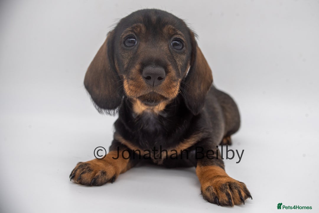 Dachshund dogs for sale: KC Standard Wire-haired Dachshund puppies - Image 10