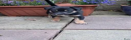 Mixed Breed dogs for sale: Gorgeous active kelpie x collie pups in Waterlooville - Advert 24