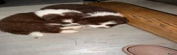 Mixed Breed dogs for sale: Beautiful Samoyed / Australian Shepard Cross  - Advert 3