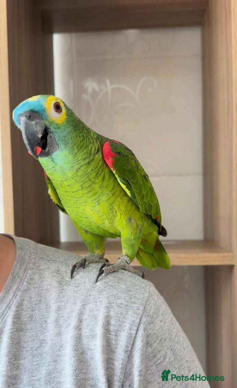 Parrots birds Baby front blue Amazon talking parrot  - Advert 1