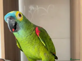 Parrots birds Baby front blue Amazon talking parrot - Advert 1