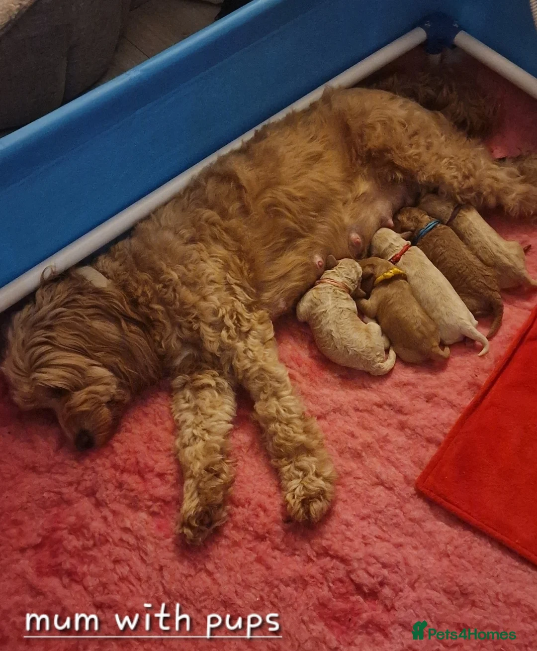 Cockapoo dogs for sale: Beautiful F1b Cockapoo Puppies For Sale 🐾 - Advert 8