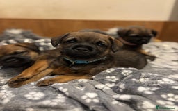 Border Terrier dogs for sale: BORDER TERRIER PUPPIES FOR SALE - Image 5