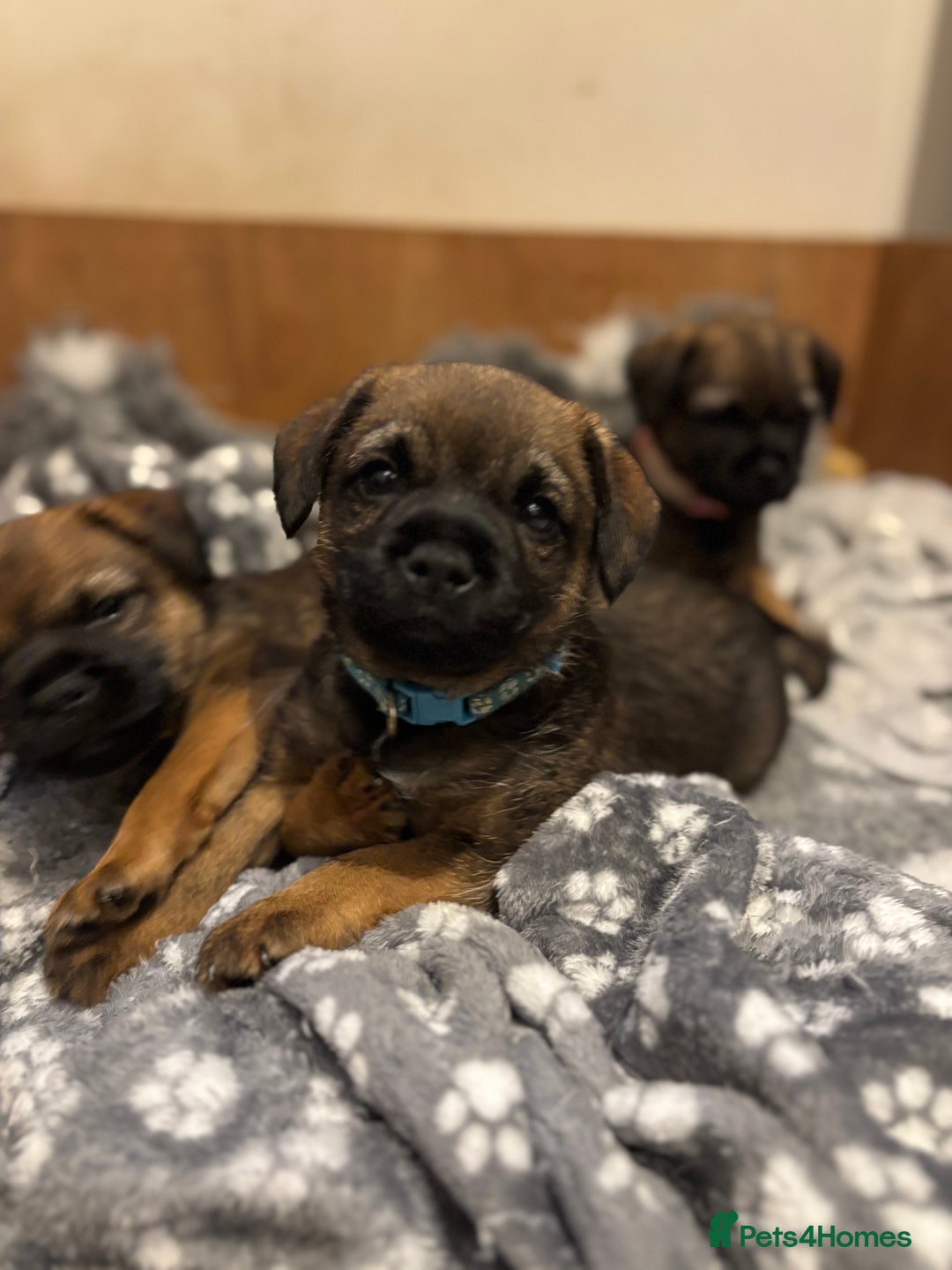 Border Terrier dogs for sale: BORDER TERRIER PUPPIES FOR SALE - Image 5