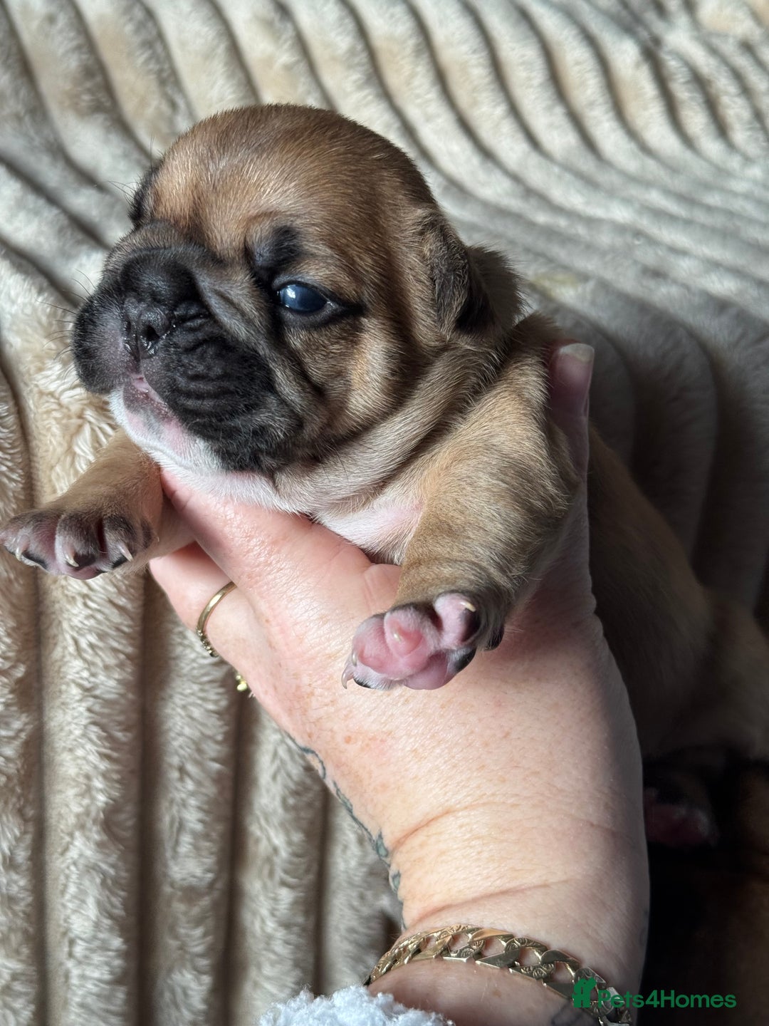 French Bulldog dogs for sale: AMAZING QUALITY FRENCH BULLDOG PUPS  - Advert 17