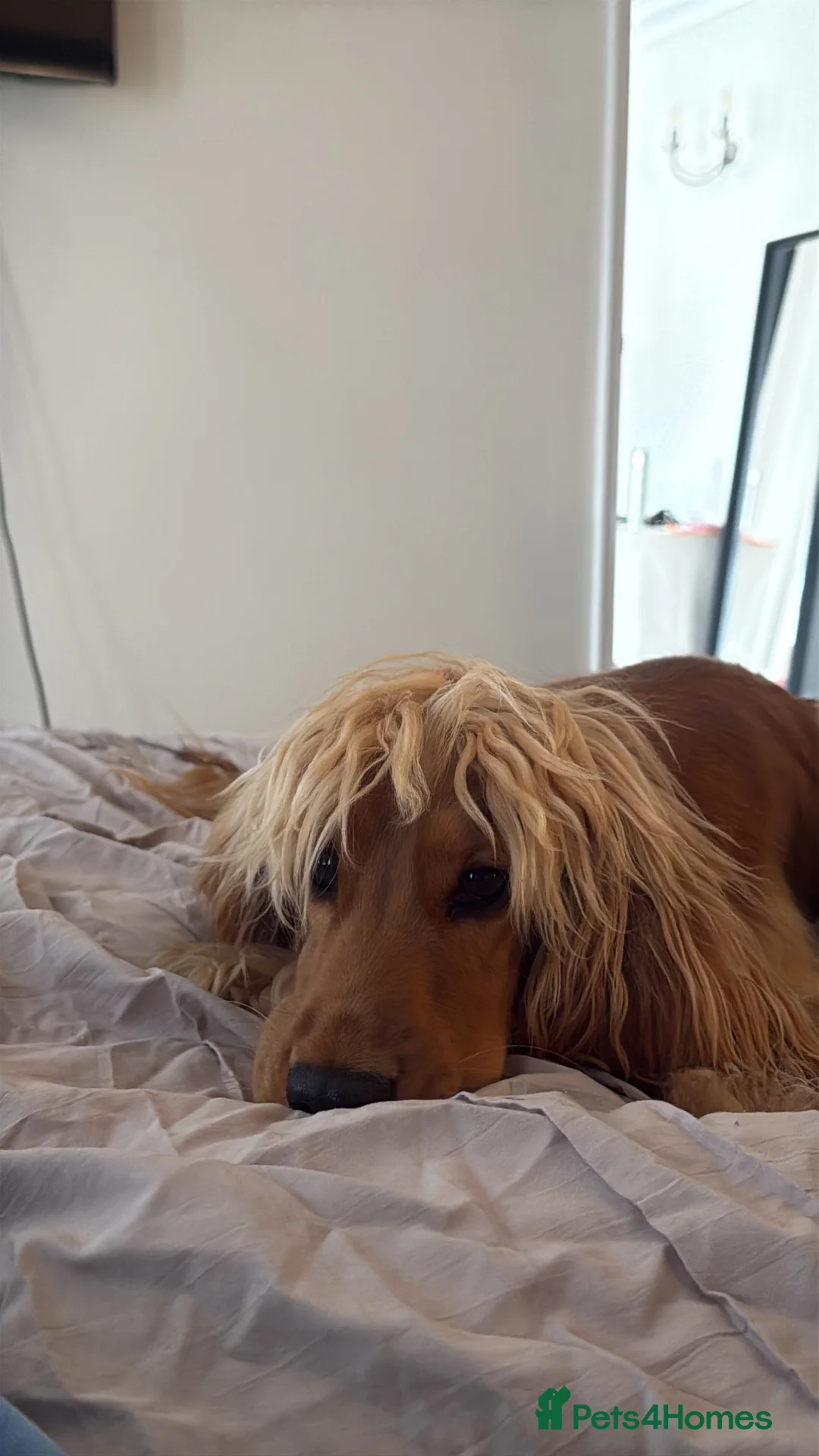 Cocker Spaniel dogs for sale: Show cocker spaniel female - 1yr 3mnth - Advert 2