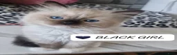 Ragdoll cats for sale: Last 3 Luxury Kittens left -European line Ragdoll - Advert 13