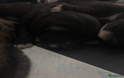 Caucasian Shepherd Dog dogs for sale: Caucasian Shepherds  - Advert 6