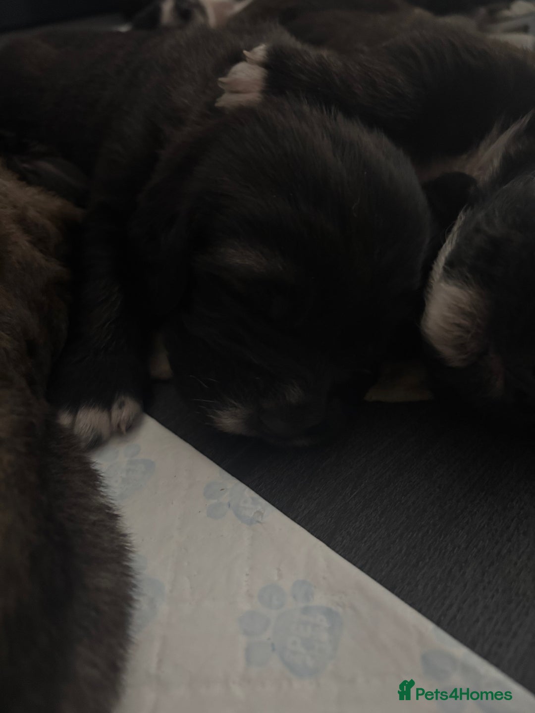 Caucasian Shepherd Dog dogs for sale: Caucasian Shepherds  - Advert 6