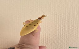 Praying Mantis invertebrates for sale: Helvia cardinalis( yellow orchid mantis) - Image 4